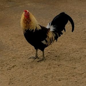 Meet your Posher, Tawnya